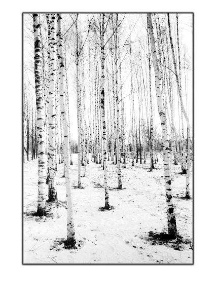 Silver Birch Soviet Union by Cambridge Jones